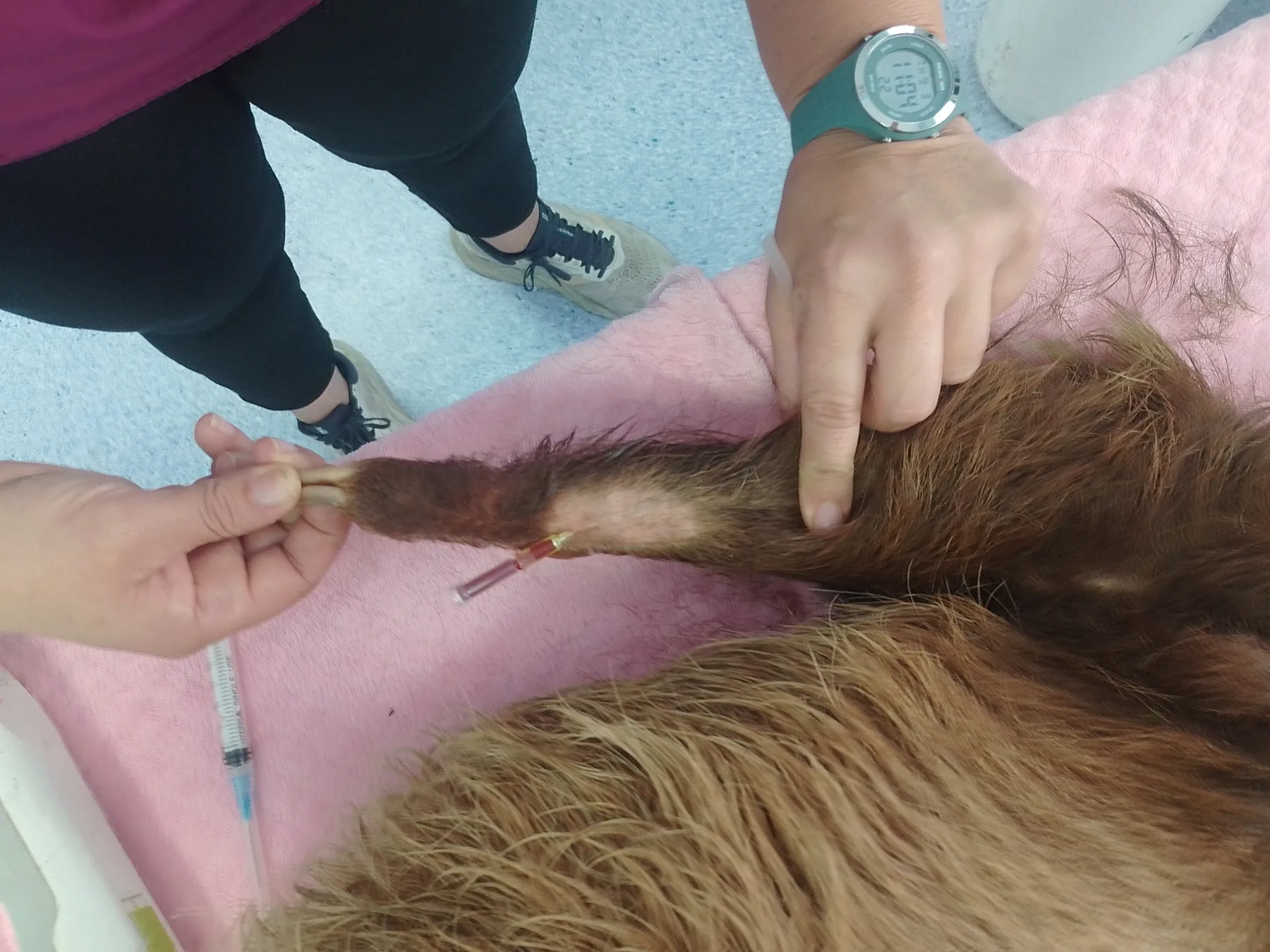 Toma de muestra durante procedimiento veterinario