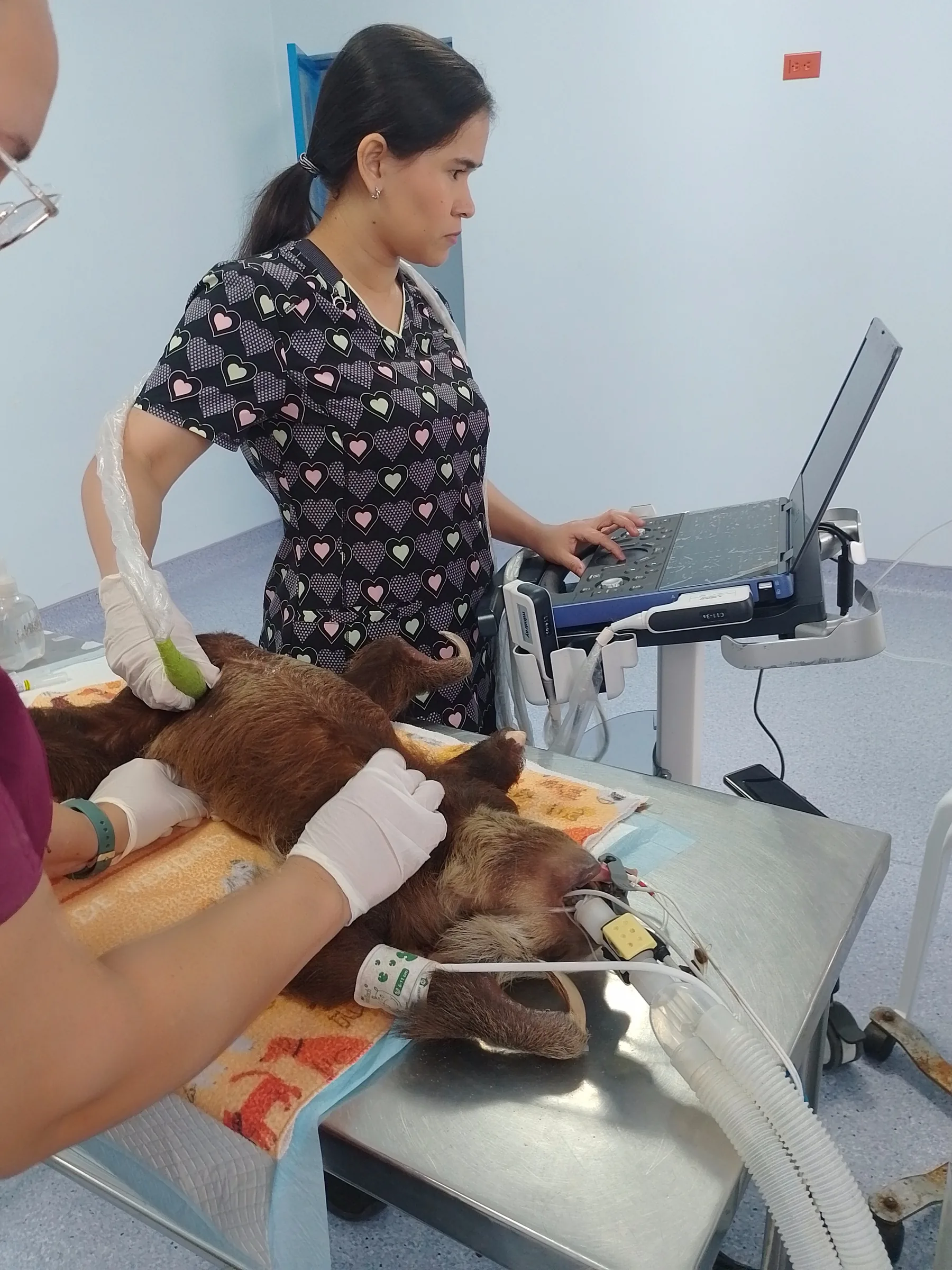 Procedimiento clínico con equipo veterinario