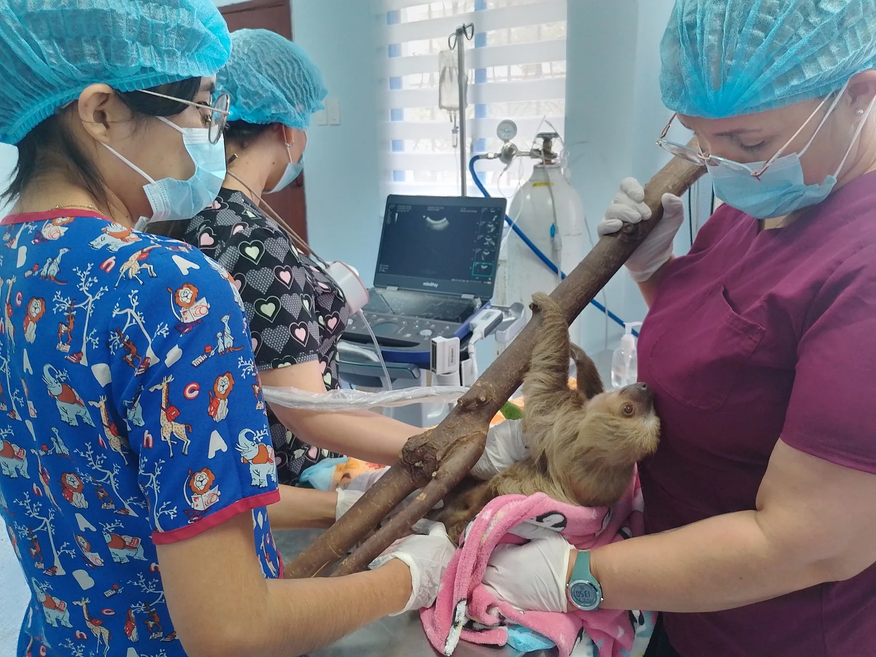 Equipo veterinario evaluando un perezoso